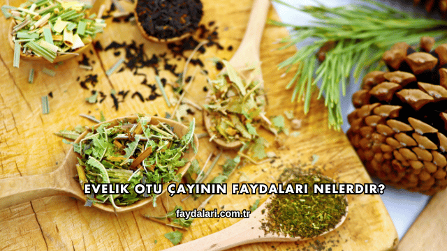 Evelik Otu Çayının Faydaları Nelerdir?