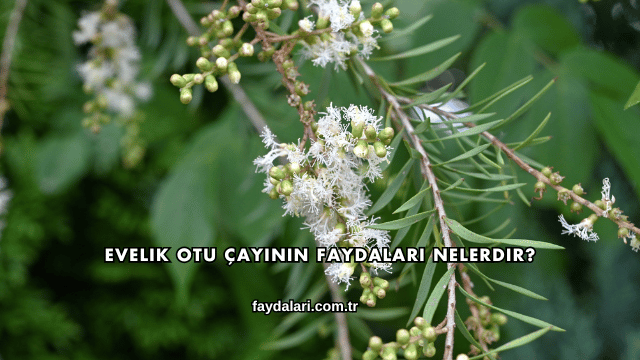 Evelik Otu Çayının Faydaları Nelerdir?