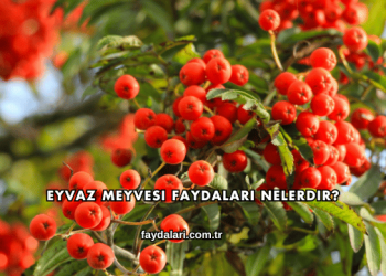 Eyvaz Meyvesi Faydaları Nelerdir?