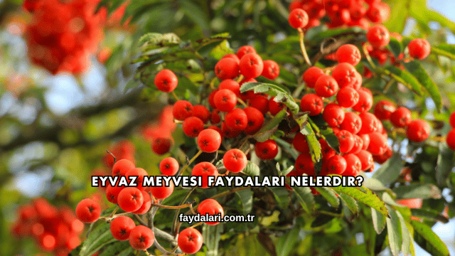 Eyvaz Meyvesi Faydaları Nelerdir?