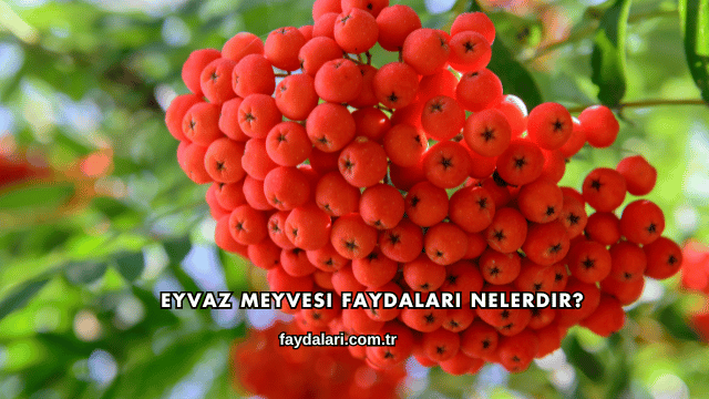 Eyvaz Meyvesi Faydaları Nelerdir?
