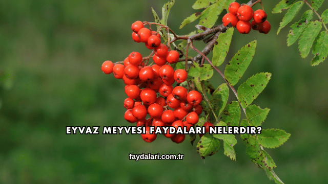 Eyvaz Meyvesi Faydaları Nelerdir?