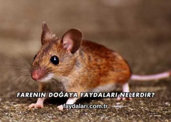Farenin Doğaya Faydaları Nelerdir?
