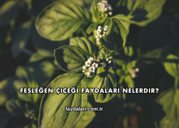 Fesleğen Çiçeği Faydaları Nelerdir?