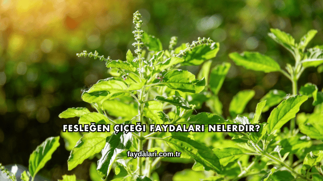 Fesleğen Çiçeği Faydaları Nelerdir?