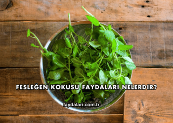 Fesleğen Kokusu Faydaları Nelerdir?