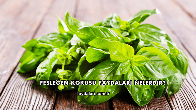 Fesleğen Kokusu Faydaları Nelerdir?