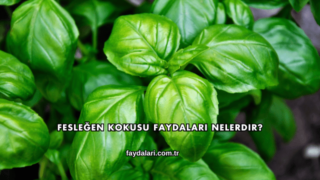 Fesleğen Kokusu Faydaları Nelerdir?