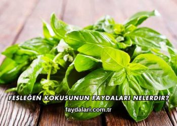 Fesleğen Kokusunun Faydaları Nelerdir?