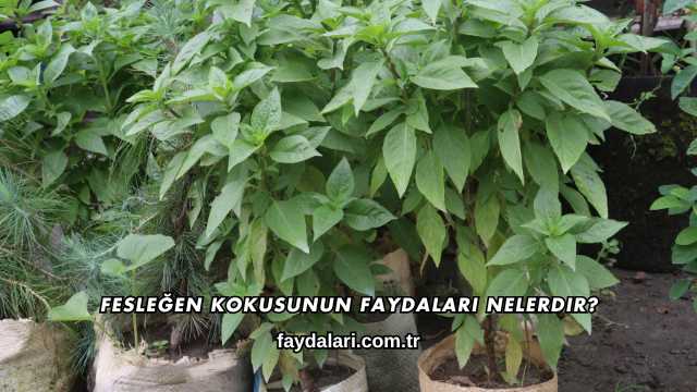 Fesleğen Kokusunun Faydaları Nelerdir?
