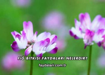 Fiğ Bitkisi Faydaları Nelerdir?