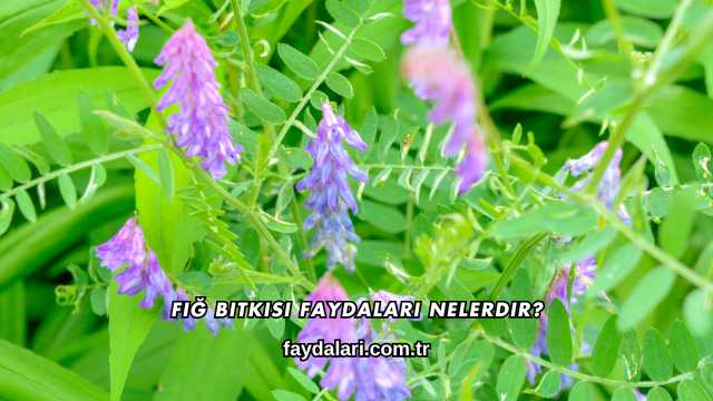 Fiğ Bitkisi Faydaları Nelerdir?