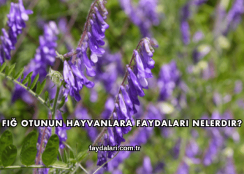 Fiğ Otunun Hayvanlara Faydaları Nelerdir?