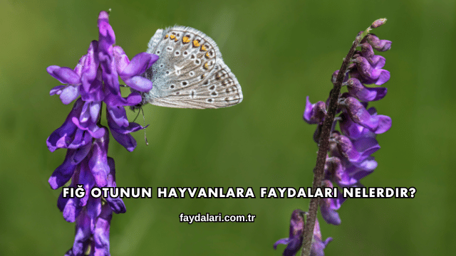 Fiğ Otunun Hayvanlara Faydaları Nelerdir?