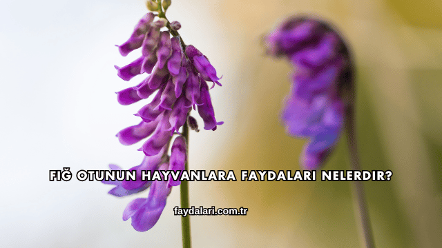 Fiğ Otunun Hayvanlara Faydaları Nelerdir?