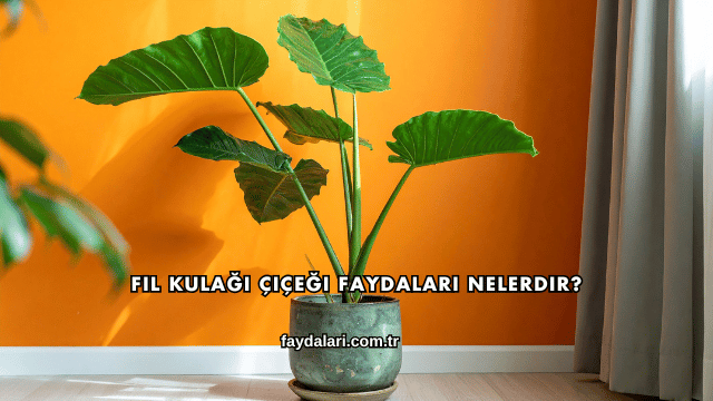 Fil Kulağı Çiçeği Faydaları Nelerdir?