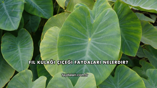 Fil Kulağı Çiçeği Faydaları Nelerdir?