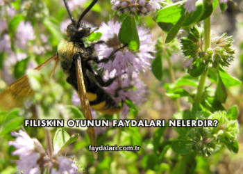 Filiskin Otunun Faydaları Nelerdir?