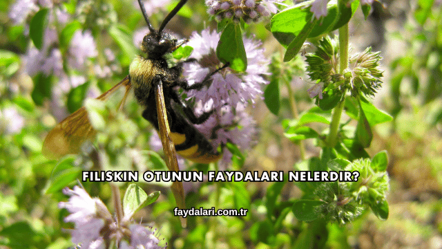 Filiskin Otunun Faydaları Nelerdir?