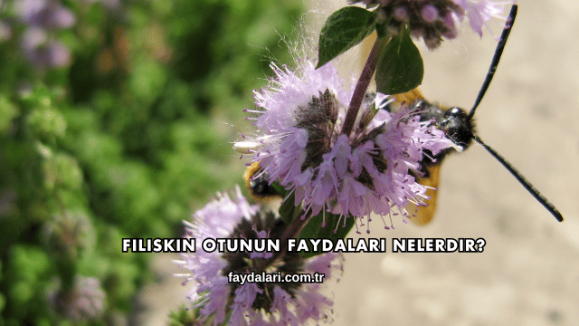 Filiskin Otunun Faydaları Nelerdir?