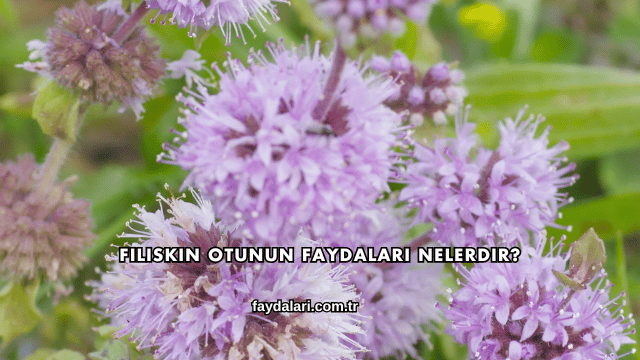 Filiskin Otunun Faydaları Nelerdir?