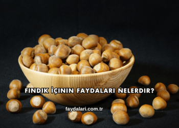 Fındık İçinin Faydaları Nelerdir?