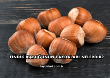 Fındık Kabuğunun Faydaları Nelerdir?
