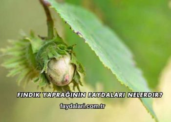 Fındık Yaprağının Faydaları Nelerdir?
