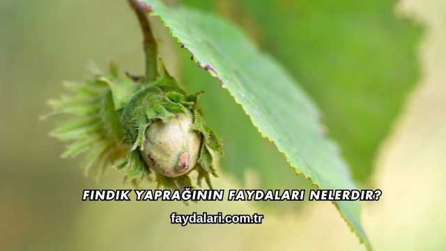 Fındık Yaprağının Faydaları Nelerdir?
