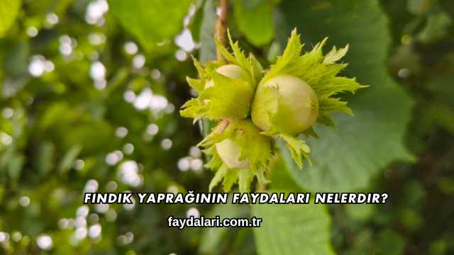 Fındık Yaprağının Faydaları Nelerdir?
