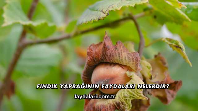 Fındık Yaprağının Faydaları Nelerdir?