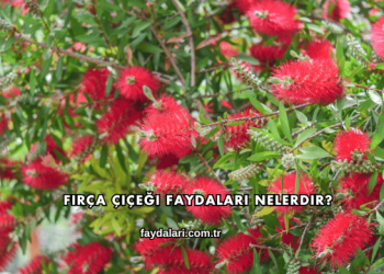 Fırça Çiçeği Faydaları Nelerdir?