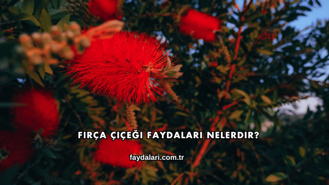 Fırça Çiçeği Faydaları Nelerdir?