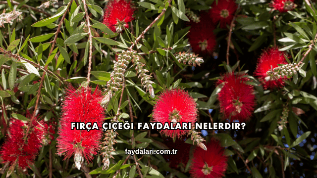 Fırça Çiçeği Faydaları Nelerdir?