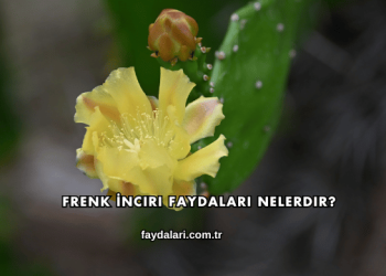 Frenk İnciri Faydaları Nelerdir?