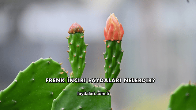 Frenk İnciri Faydaları Nelerdir?