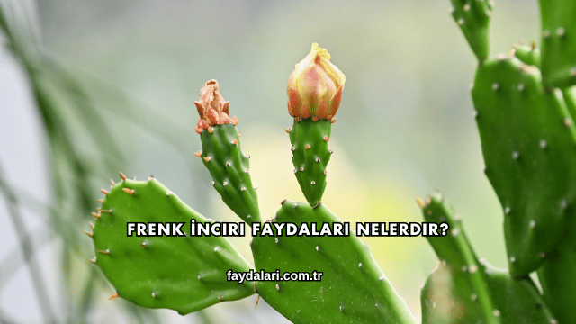 Frenk İnciri Faydaları Nelerdir?