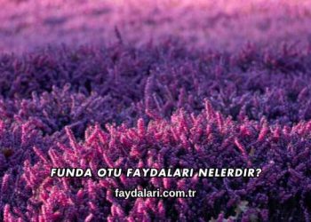 Funda Otu Faydaları Nelerdir