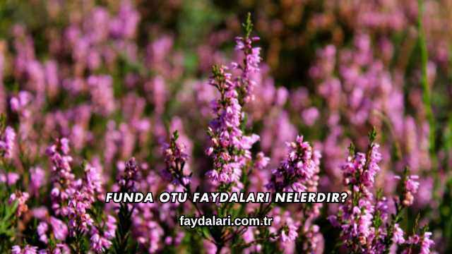 Funda Otu Faydaları Nelerdir