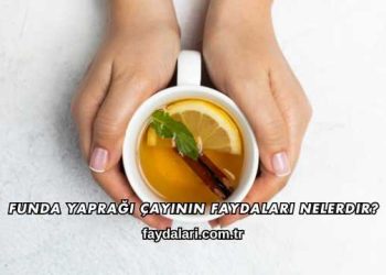 Funda Yaprağı Çayının Faydaları Nelerdir?