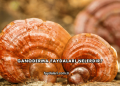 Ganoderma Faydaları Nelerdir?