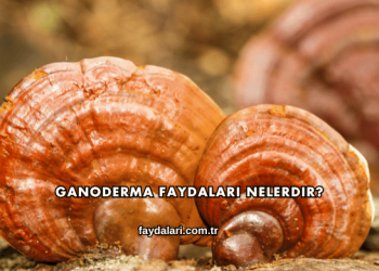 Ganoderma Faydaları Nelerdir?