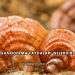 Ganoderma Faydaları Nelerdir?