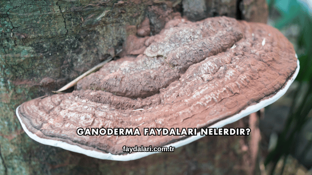Ganoderma Faydaları Nelerdir?