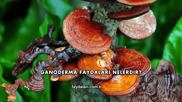 Ganoderma Faydaları Nelerdir?