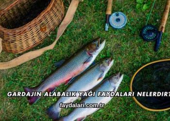 Gardajin Alabalık Yağı Faydaları Nelerdir?