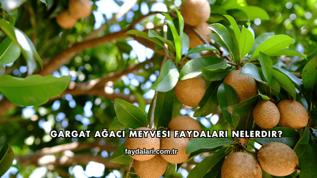 Gargat Ağacı Meyvesi Faydaları Nelerdir?
