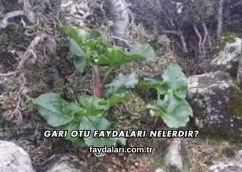 Gari Otu Faydaları Nelerdir?