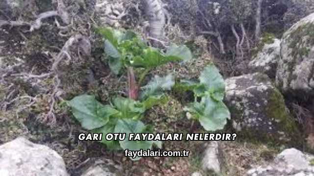 Gari Otu Faydaları Nelerdir?