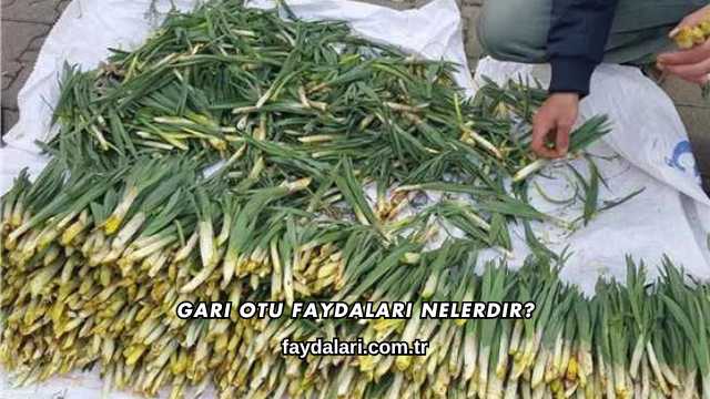 Gari Otu Faydaları Nelerdir?